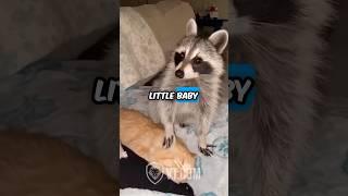 Raccoon Gives Cat the Most Hilarious Massage Ever! 