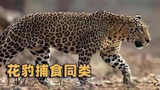 How cruel is the leopard? Is there a last resort to catch the same family and eat the same kind?