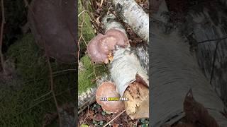 Mushroom Foraging for Birch Polypore! ‍🟫