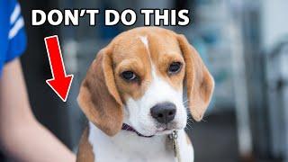 13 Mistakes New Puppy Owners Make