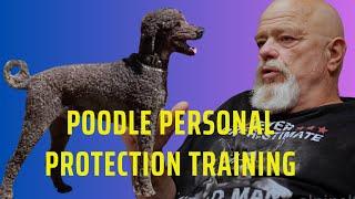 Poodle Personal Protection Dog Training