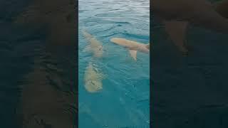 Can you count the sharks?#shortsvideo #youtubeshort #shark #shorts #short #shortvideo #reels