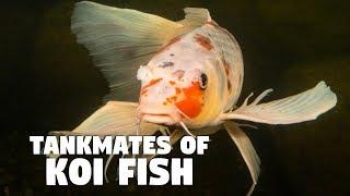 Tankmate of Koi Fish