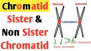 Sister and Non sister chromatid | Chromatid | homologous chromosome | paternal & maternal chromosome