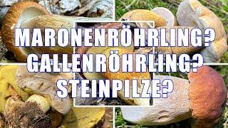 Gallenröhrling oder Steinpilz? Maronenröhrling oder Steinpilz? Bitterröhrling oder Sommersteinpilz?