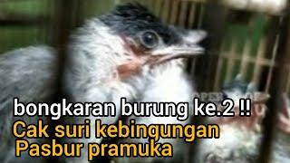 bongkaran burung ke. 2 !! cak suri kebingungan pasbur pramuka