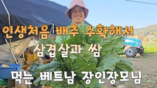 김장배추를 첫 수확해서 삼겹살 쌈  처음 먹어보는 베트남 장인장모님