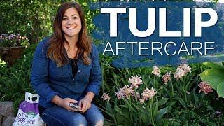 Tulip Aftercare  // Garden Answer