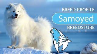 ► Samoyed Breed Profile [2022] Temperament & Training