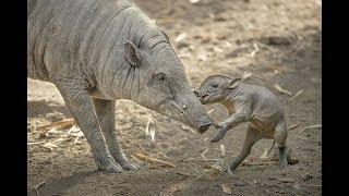 Babirusa Piglet Plays with Mom at the San Diego Zoo