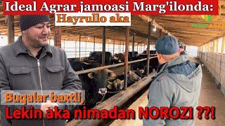 Hayrullo aka Marg'ilon: Qirg'izistondan kelgan buqalar, oziqlantirish va muammolar #idealagrar