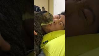 집사 씻겨주는 고양이 #shorts #shortvideo #고양이 #시트콤