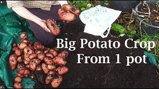 Allotment Diary : My Biggest Single Container Pot Grown Potato Harvest Yet.