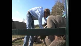 Damian Aspinall the Rhino Whisperer