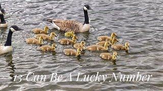 Hiking trails at Blackleach country park #babygeese #trails #vlog