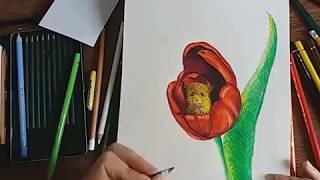 Desen in creioane cu lalea si soricel | Tulip drawing and mouse illustration in Pencils