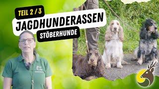 Jagdhunderassen - Stöberhunde Teil 2/3 (Wissen für die Jagdprüfung)