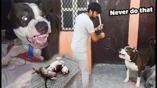 How To Control Danger Breed Dog | Mafia The Pitbull