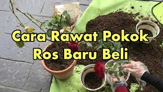 [Barakallahufik] CARA RAWAT ROS BARU BELI - BUDGET ROSE