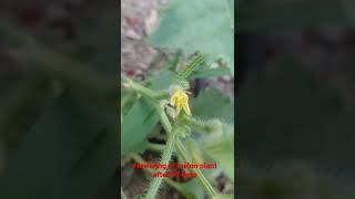 Flowering of melon plant after 30 daysگلدهی بوته خربزه بعداز ۳۰روز