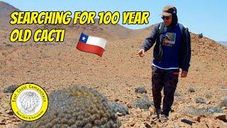 Visiting 5 cactus habitat near the Atacama desert ️