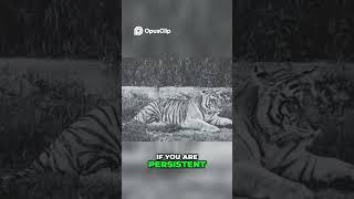 Embrace Fearlessness: Step Boldly Like a Tiger #shorts #motivation