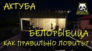 Русская рыбалка 4. рр4. Ахтуба. Как ловить белорыбицу?