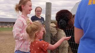 Cotton Creek Farms I Alpacas Are Magical in Traverse City, MI