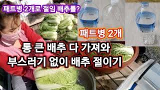 [고 물가 시대 배추절임 ] 콜라병 2개로 통배추 절임 6포기 최고로 잘 절이기   ( 물 4 리터,천일염:10 컵) 종이컵 200ml