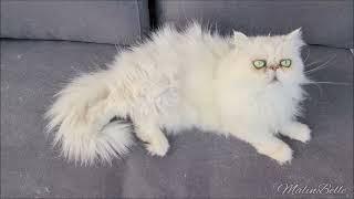 Pika in Summer  Silver shaded Persian cat