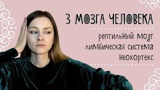 Три мозга человека: рептильный мозг, лимбическая система и неокортекс