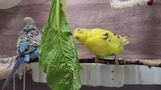 10 Hr Happy Singing & Eating Parakeet Budgies Birds, Reduce Stress of Lonely Quiet Birds