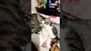 cat.mpeg