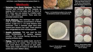 Investigating the Antibiotic Properties of Ganoderma lucidum Extract - Ashley McIntosh