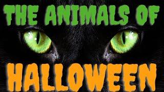 How 6 Spooky Animals Became Connected to Halloween