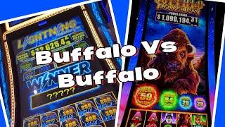 Epic Showdown: A Tale of Two Buffalos