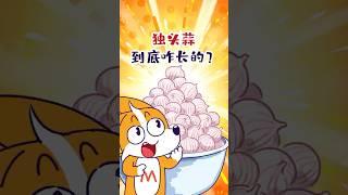 【小魔】独头蒜，到底是怎么长的？#shorts