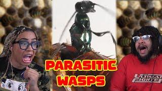 Parasitoid Wasps! | Zefrank Reaction