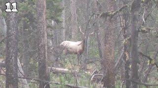 A RAINY DAY BULL (Bowhunting High Country Bulls) | Montana Archery Elk (Part 2/3)