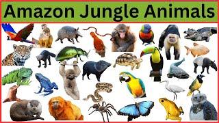 Amazon Jungle Animals || Animals of Amazon Rainforest