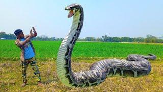 Anaconda Snake In Real Life - HD Video