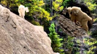 Me singing 红河谷, 红河谷三重唱, Red River Valley, yuanyuan88 cover, Jasper and Banff