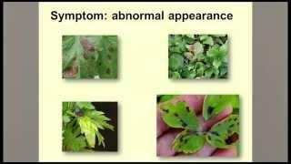 Guidelines for Diagnosing Plant Problems