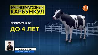 В Актюбинской области падеж скота из-за особо опасной болезни