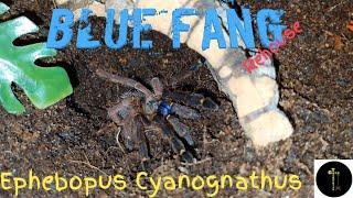 Ephebopus Cyanognathus Blue fang tarantula rehouse