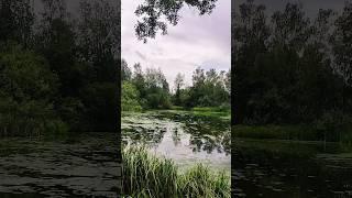 Tranquil Algae Weaving: A Lakeside Journey #NatureVibes #AlgaeArt #LakesideBeauty #WeavingMagic