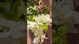 Nanak Naam #shorts #viralvideo #sikh #waheguru #waheguruji #simran #bajaj #flowers