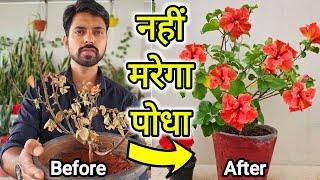 5 Hacks to revive dying Hibiscus plants | मरते हुए पौधे को कैसे बचाएं