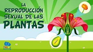 LA REPRODUCCIÓN SEXUAL DE LAS PLANTAS.  Las partes de una flor | Vídeos Educativos para Niños