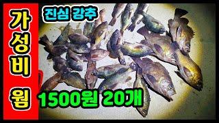 볼락 웜 추천 가성비 퀄리티 대박 워킹 루어낚시 필수 액션피쉬 rock fish